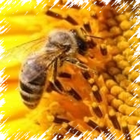 мед подсолнечный